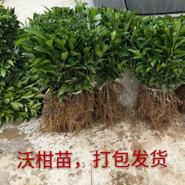 橘子树苗沃柑苗新品种091无核沃柑可庭院阳台种植不带土包邮