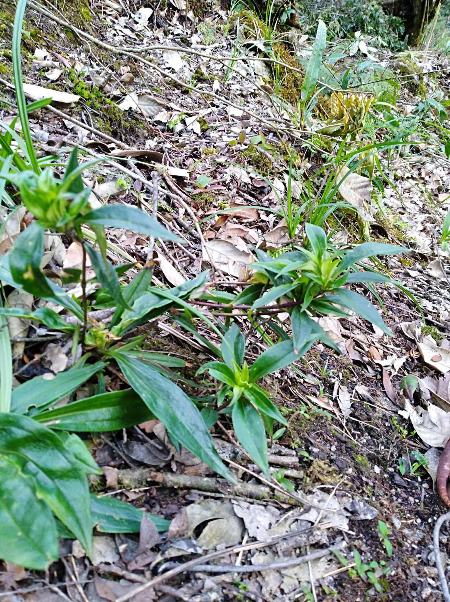 供应大厅  中药材  龙胆  商品详情 **生龙胆草,各种山草药,须要的