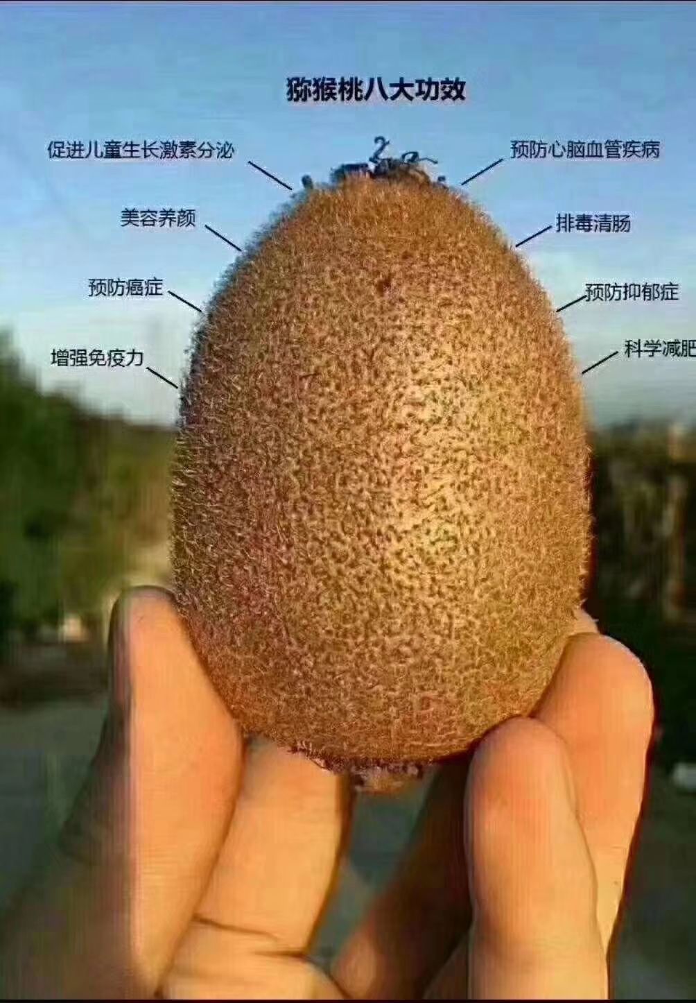 徐香猕猴桃 90~100克