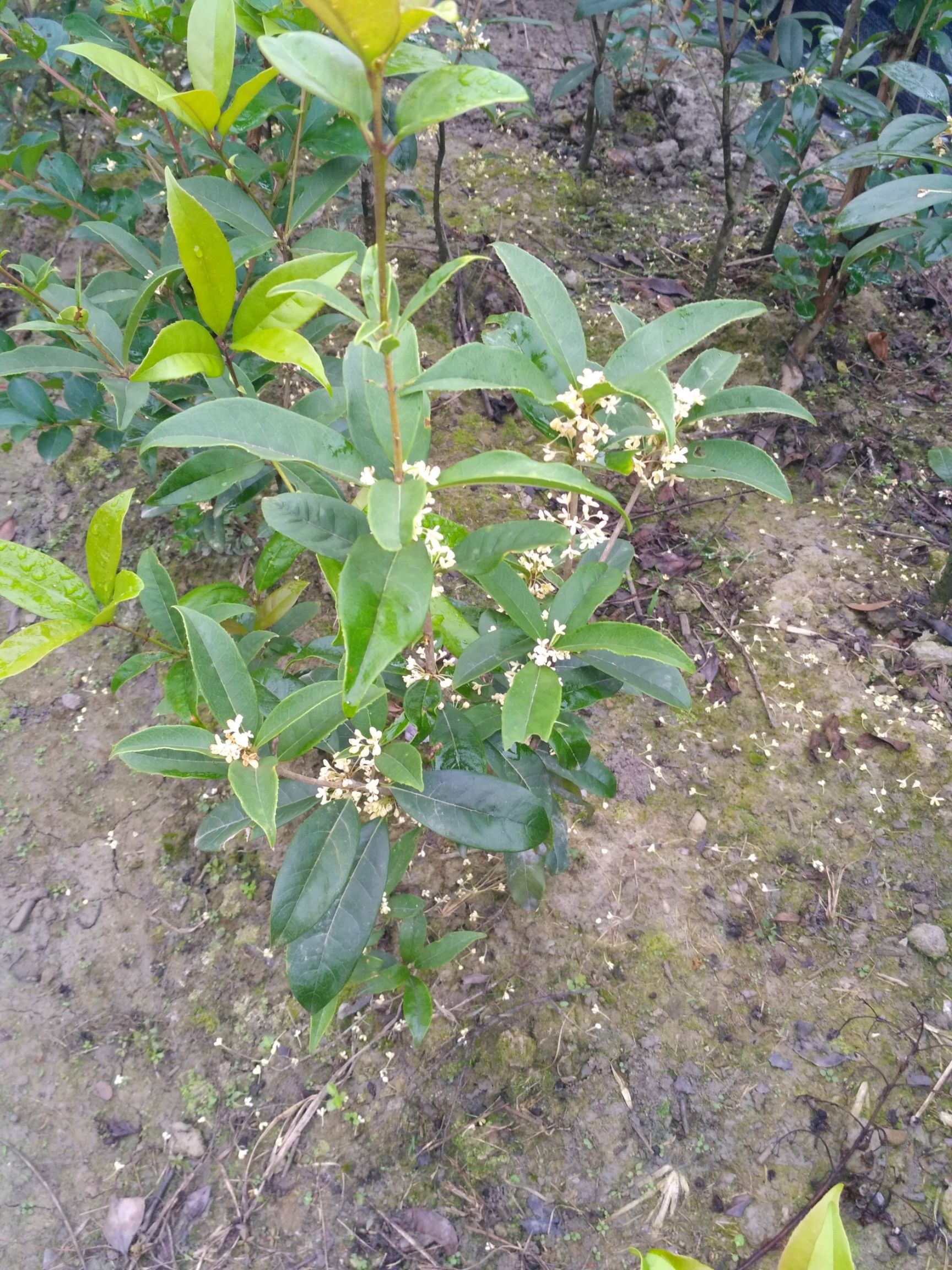 日香桂花期240天以上当年开花