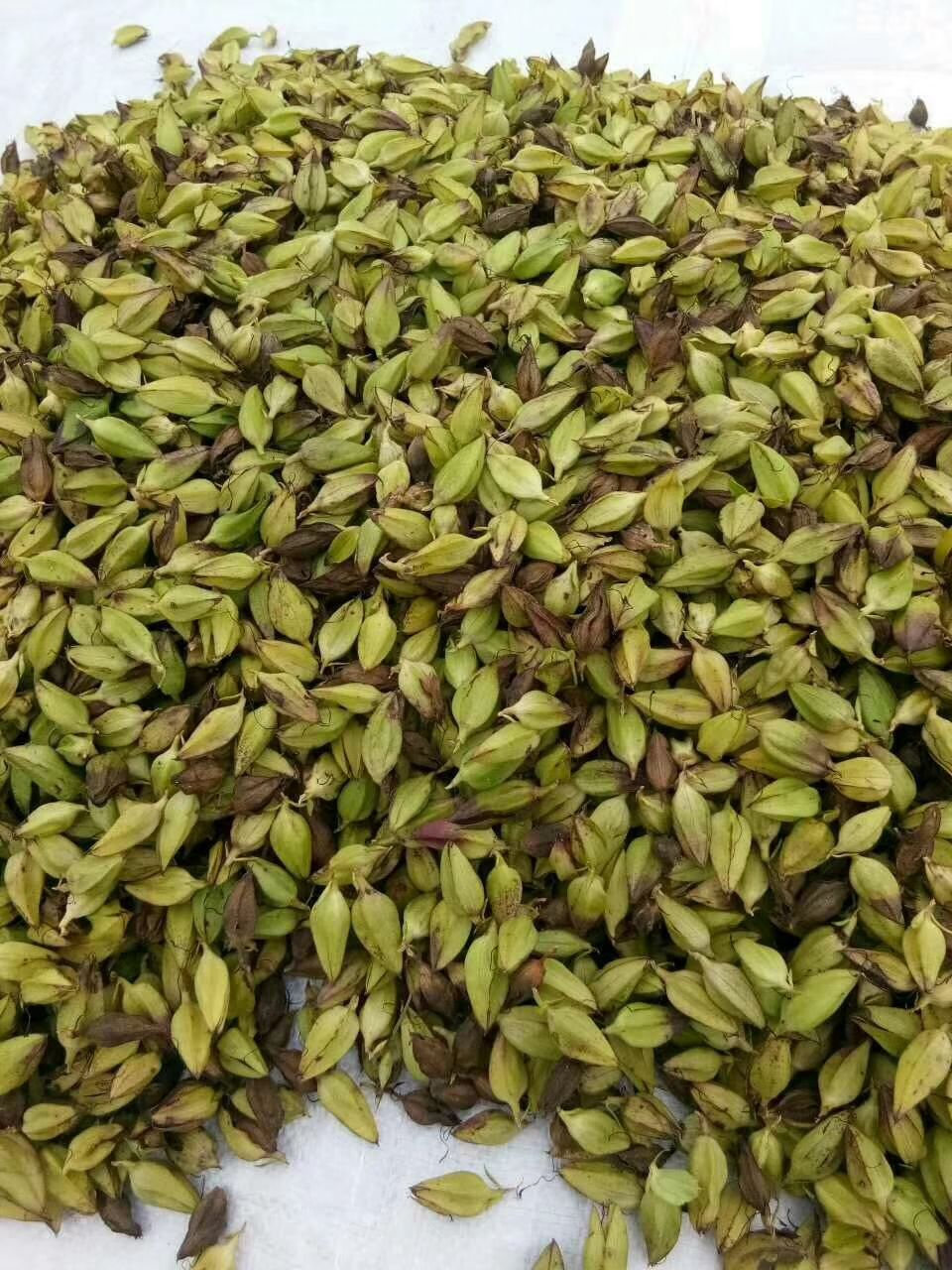 红根野蚕豆种子