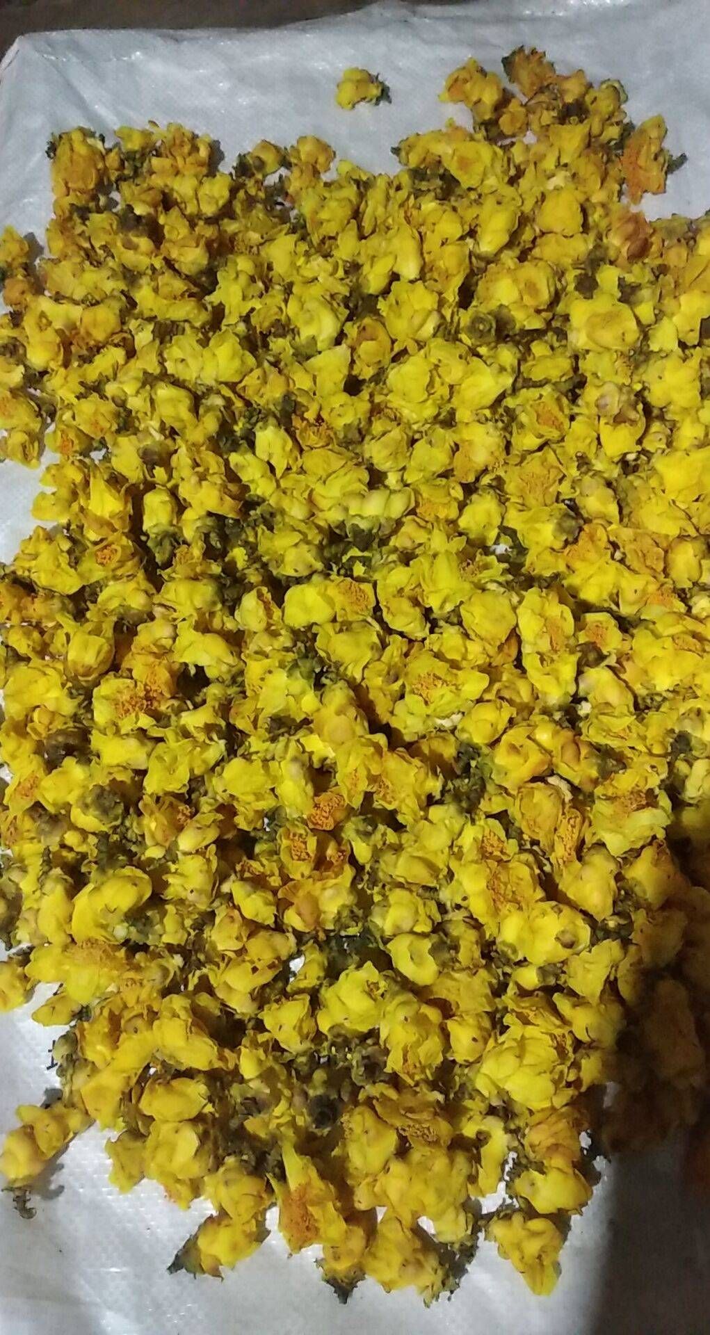 国宝金花茶