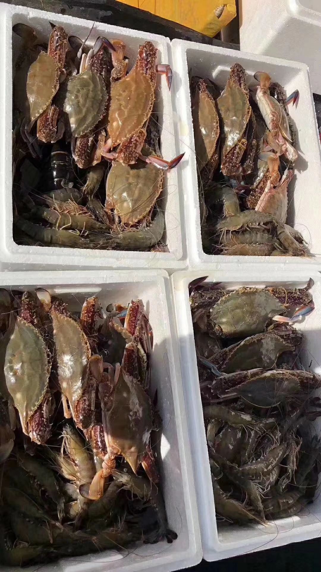 优质鲜活,海捕, 养殖,梭子蟹.量大优先