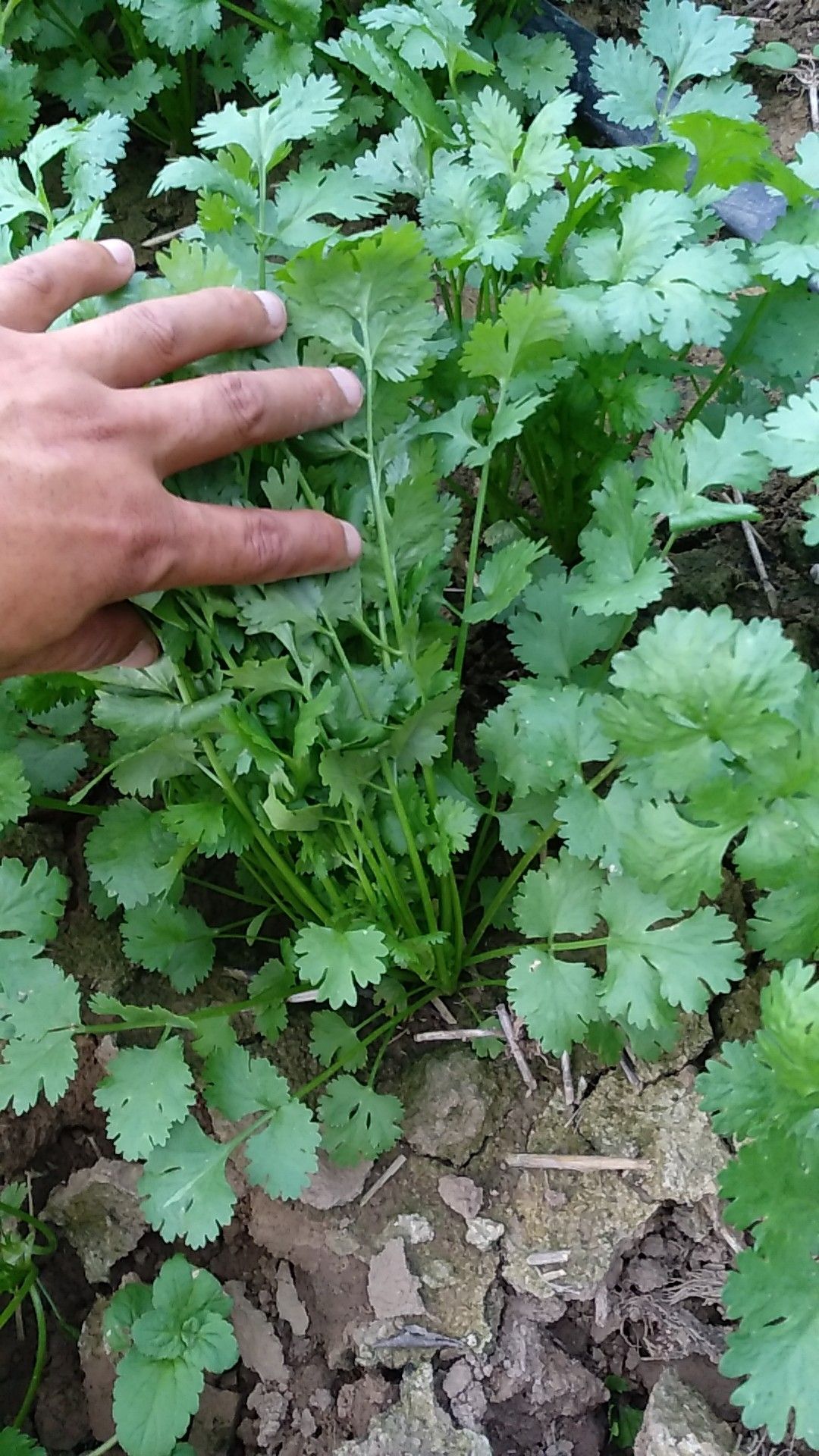 大叶香菜 25~30cm