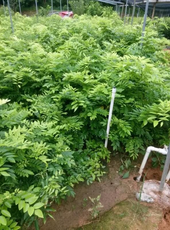 海南黄花梨树苗 珍贵苗木 品种保证 园林绿化苗木基地直销