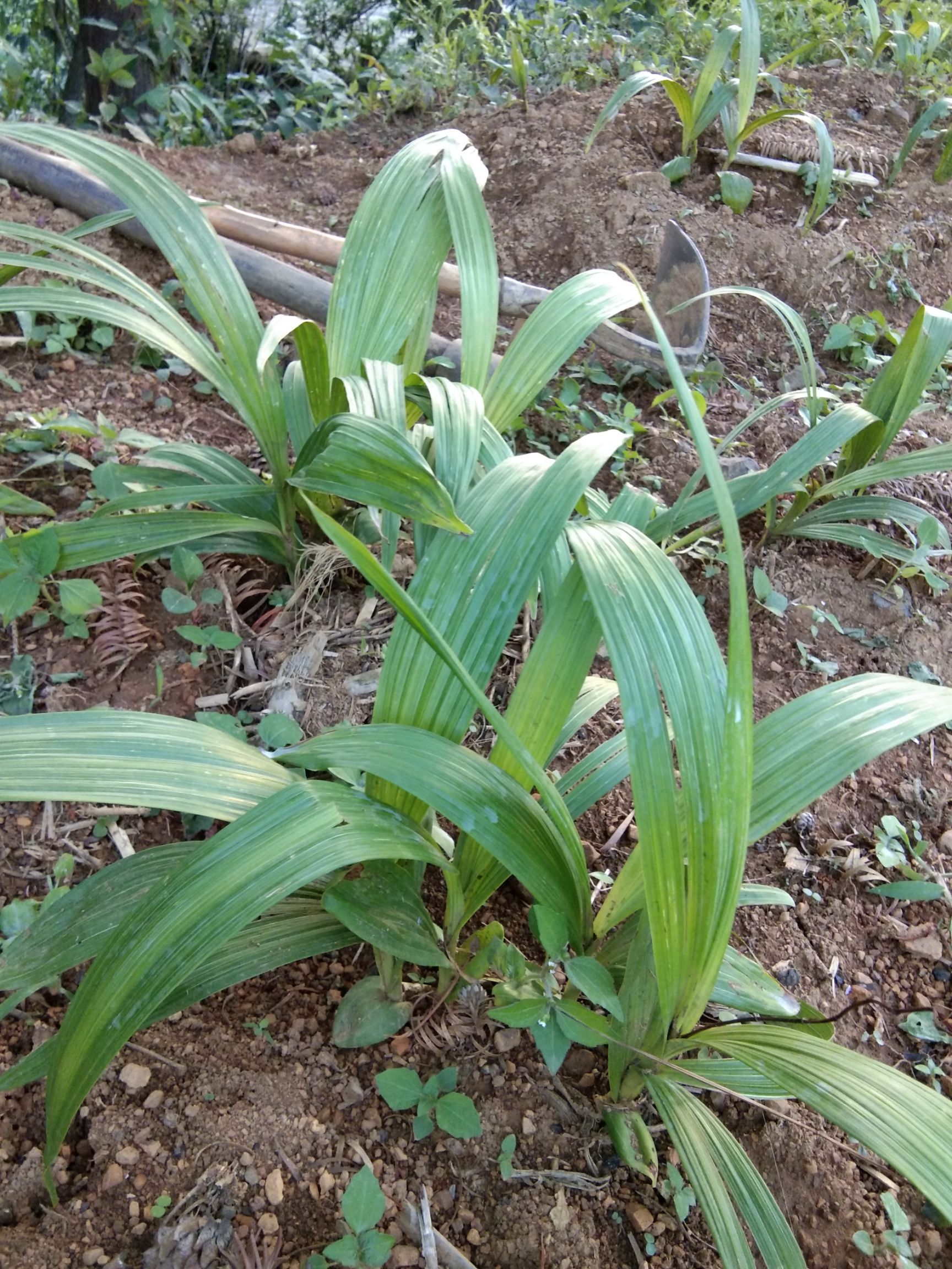 出售紫花三叉大白芨鲜品,带芽块茎和苗.