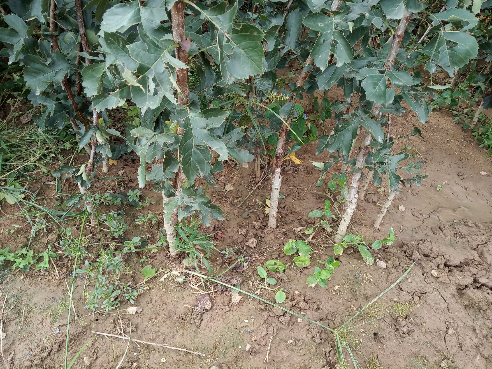 甜红子山楂苗