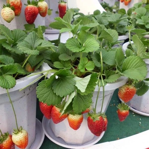 四季草莓苗盆栽带土 南北方种植当年结果食用牛奶草莓秧阳台带盆