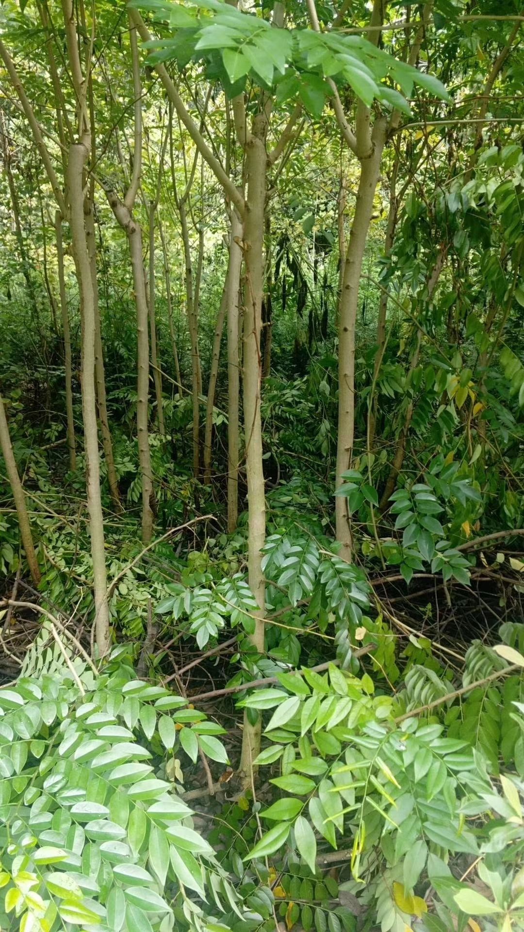 海南黄花梨树苗 黄花梨树