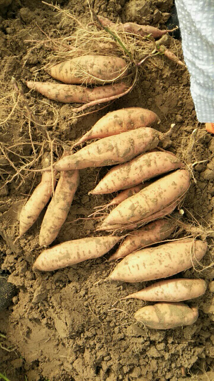 混装通货北京553红薯