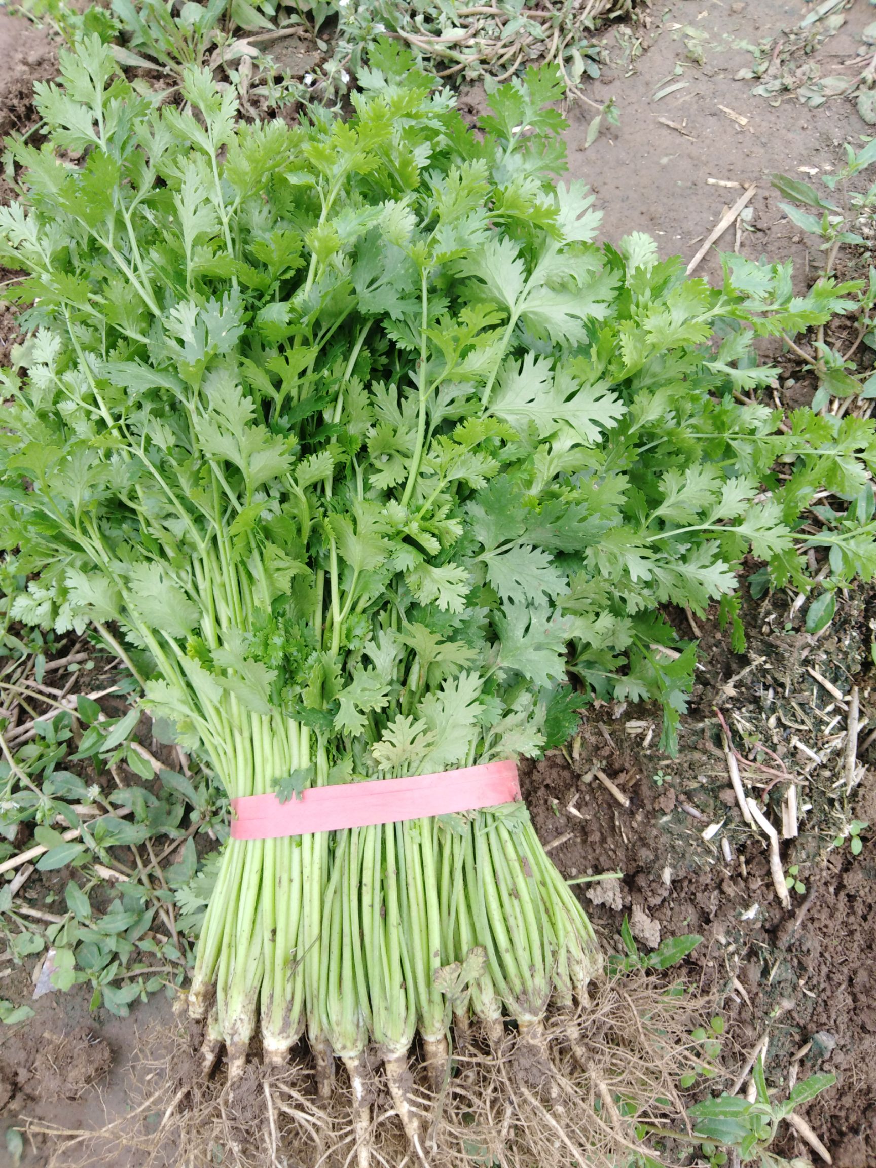 铁杆青香菜 30~35cm