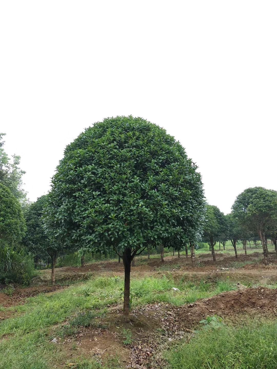 桂花树 