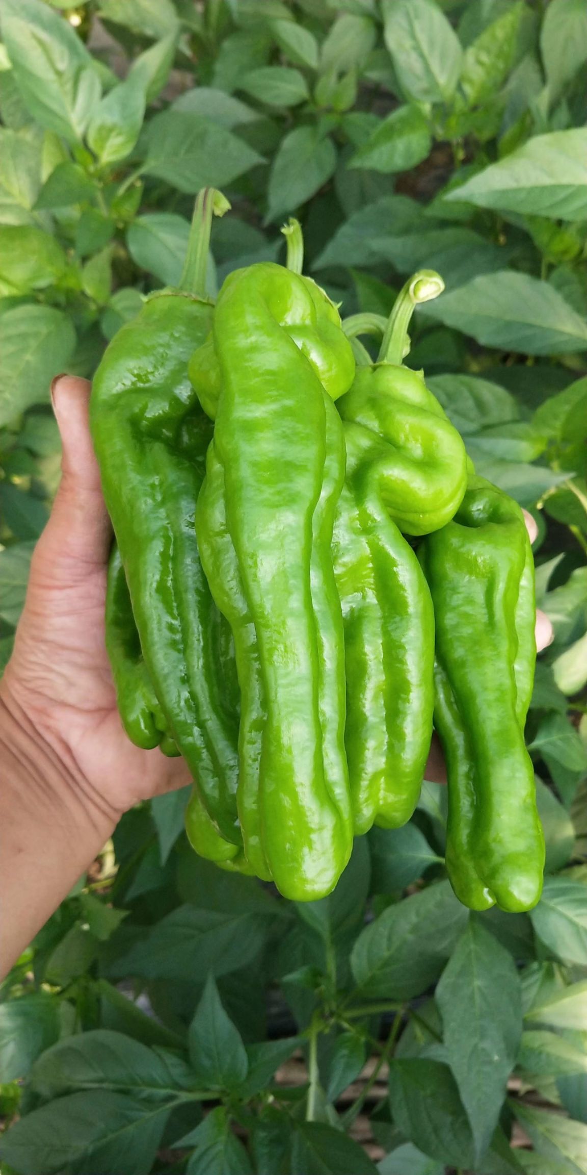 薄皮椒 15~20cm 靑色 微辣