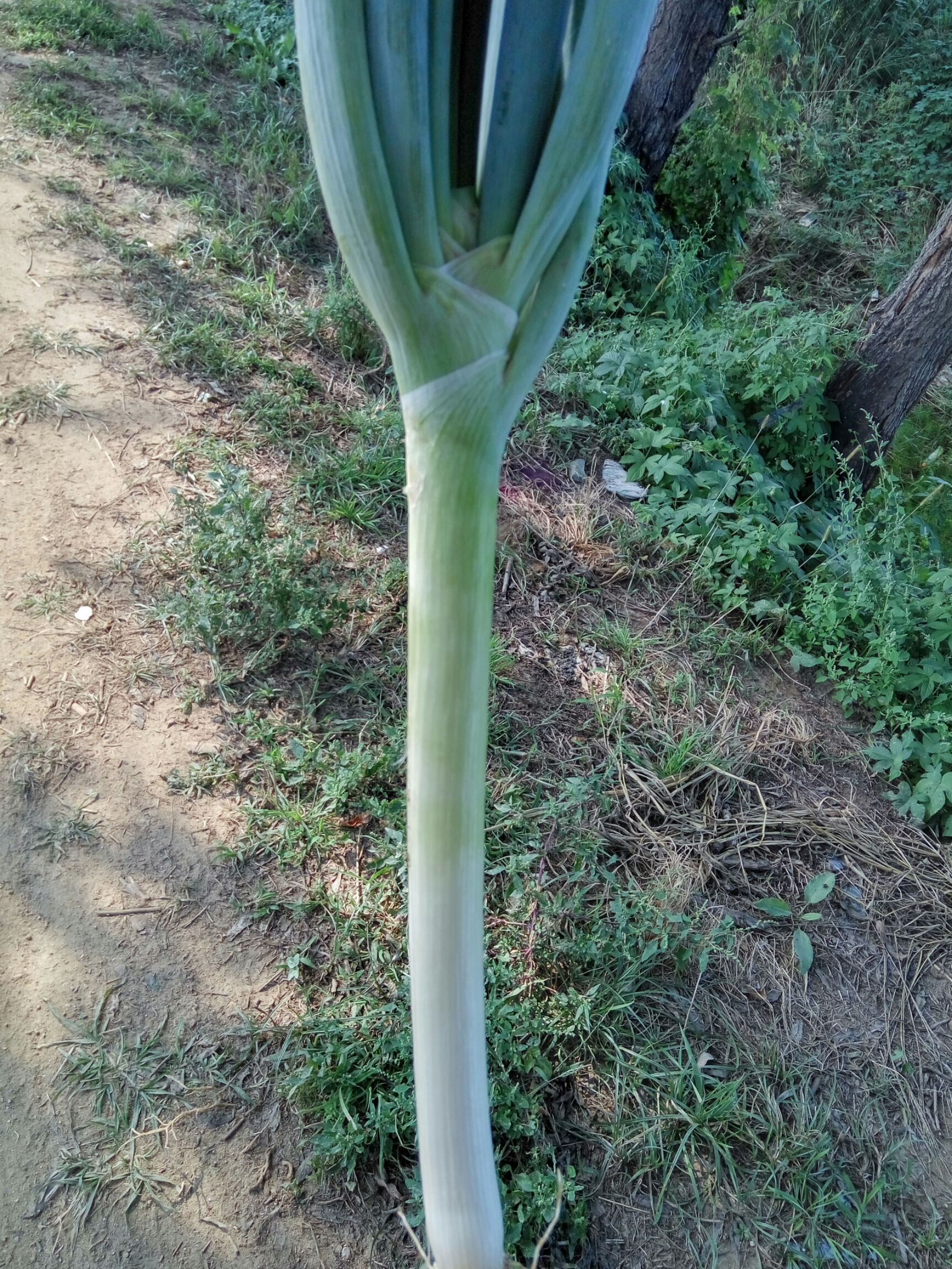旱地大葱 2cm左右 30~40cm 毛葱