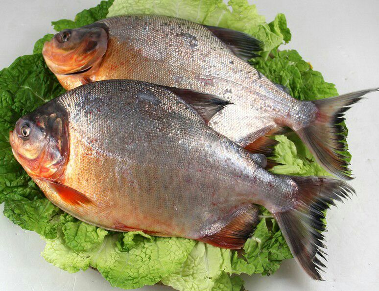 红鲳鱼 人工养殖 0.5公斤以下