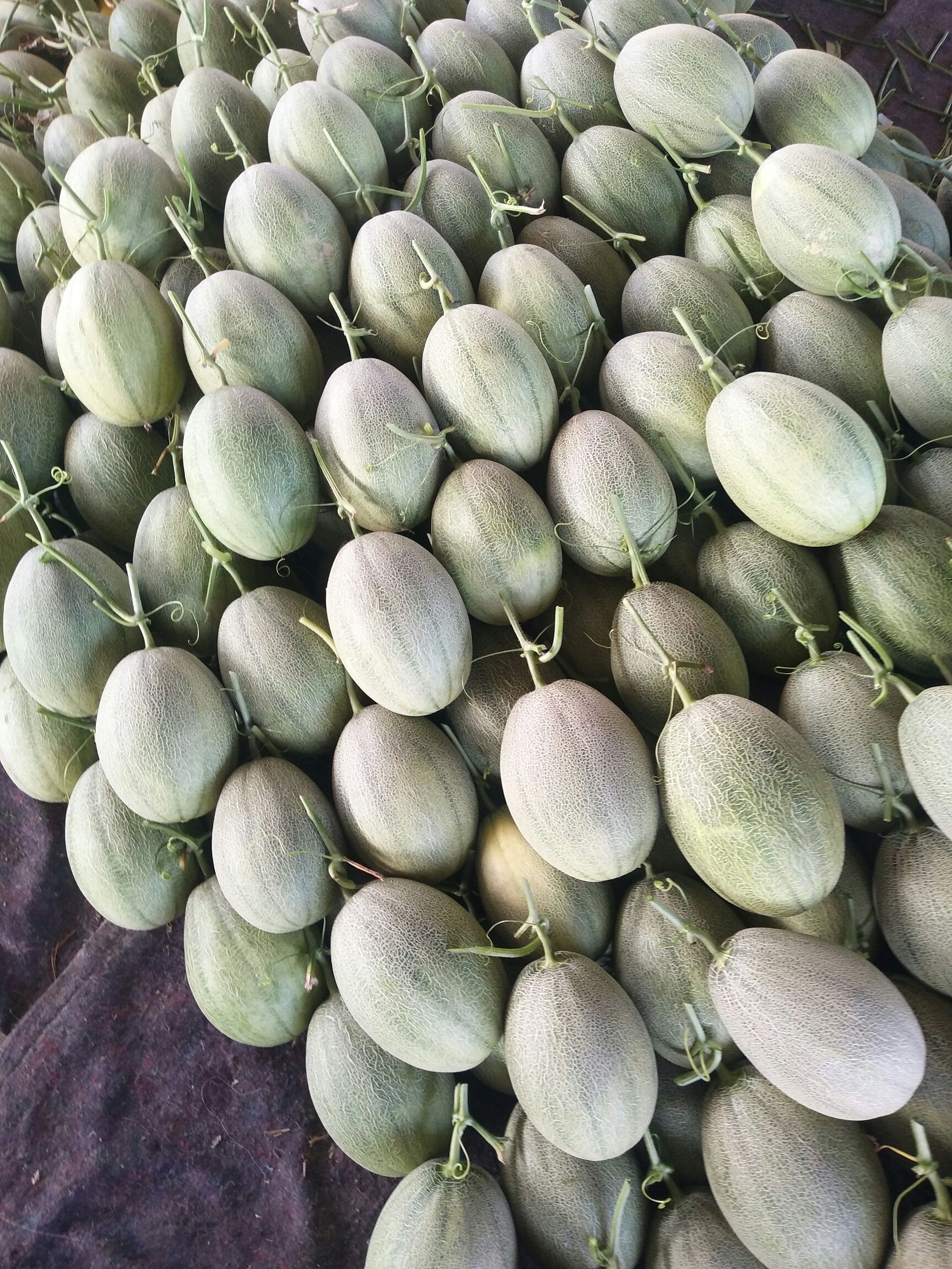 3斤以上长圆形西州蜜