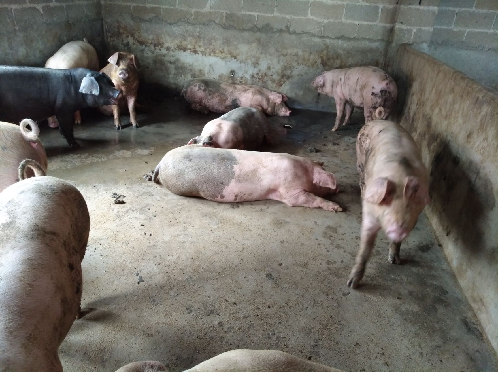 土杂猪 200-300斤