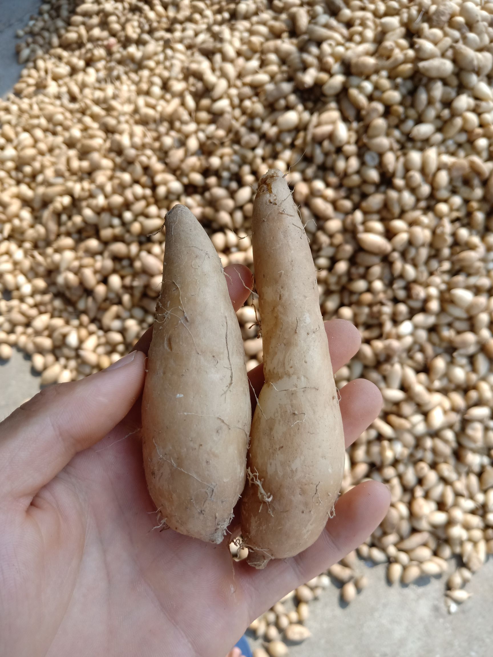 莪术