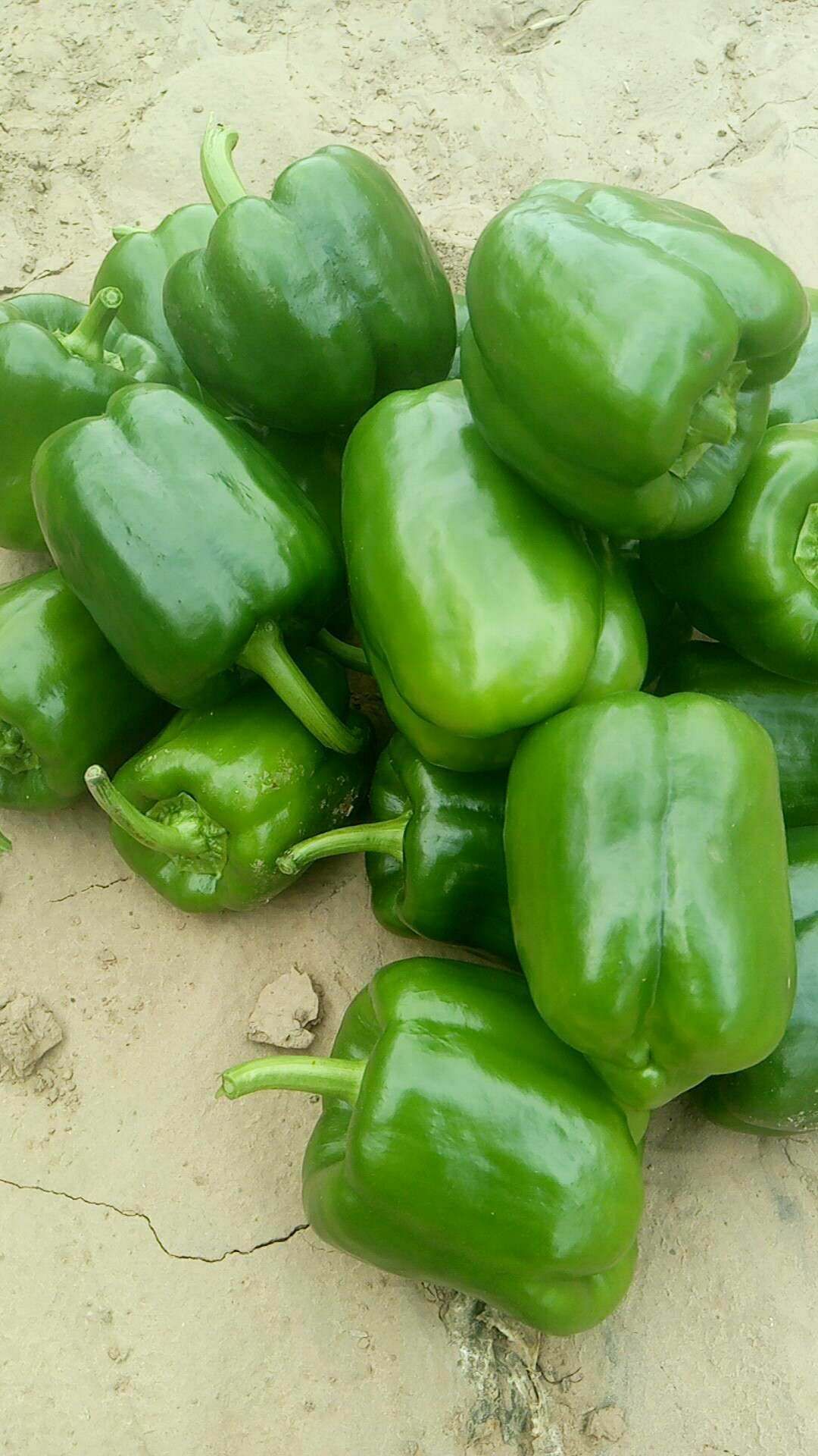 供应大厅  蔬菜 辣椒                   商品详情