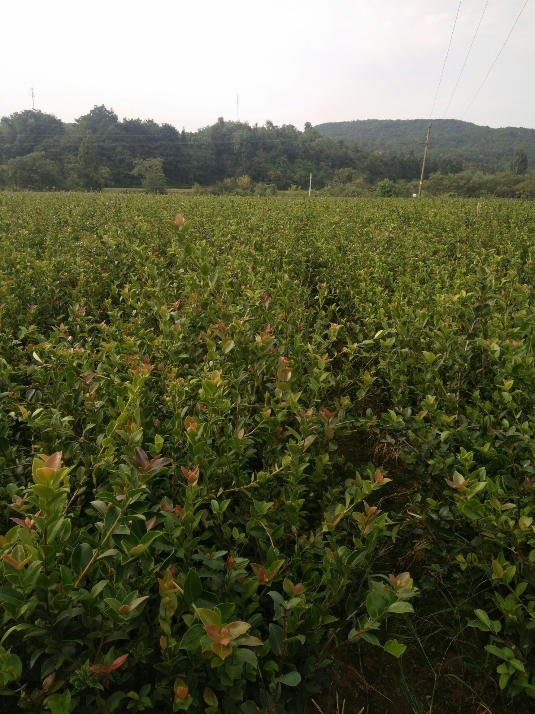 [油茶树苗批发]油茶树苗 【包邮】长林系列正宗高产嫁接基地发货成活