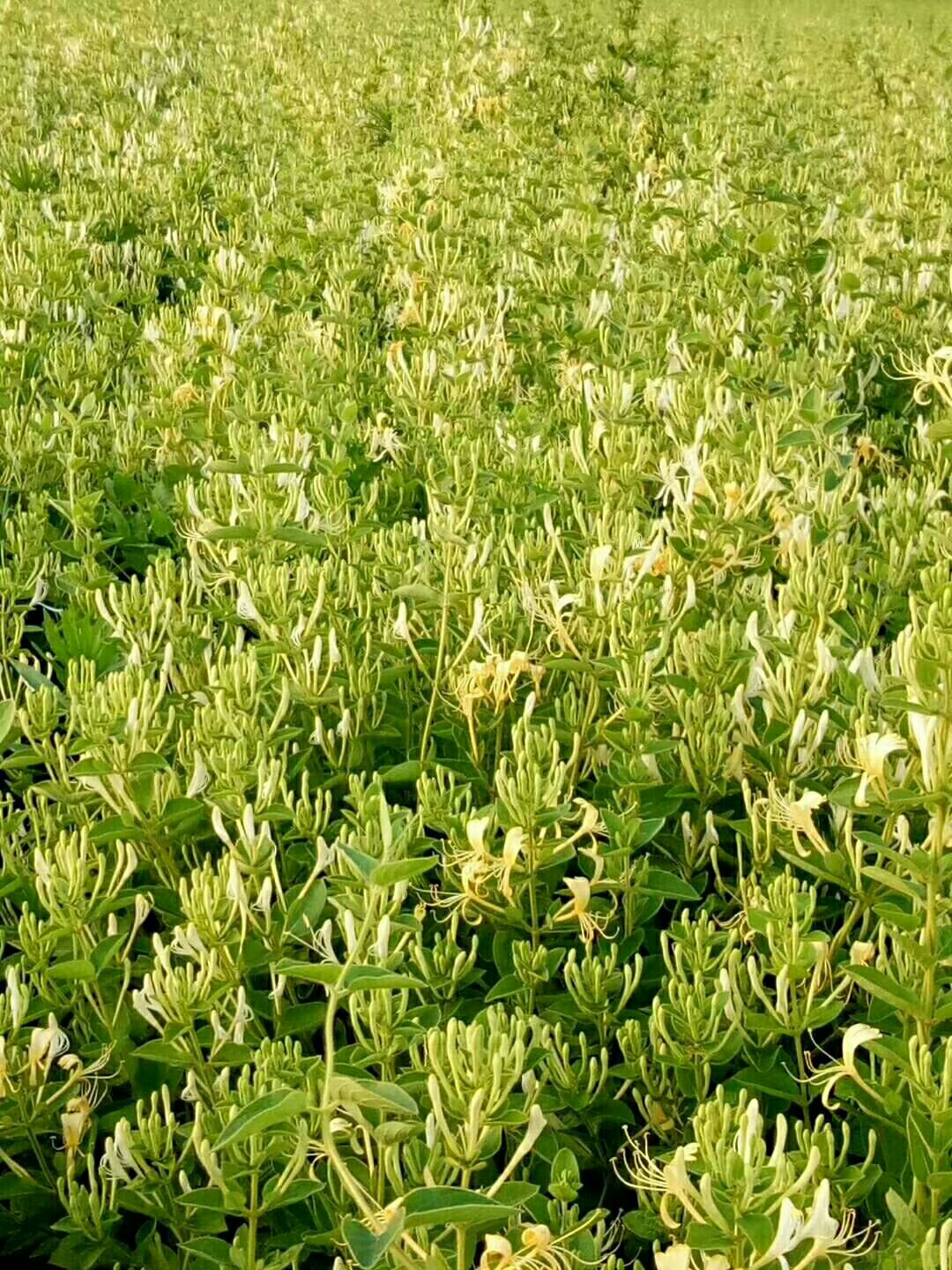 四季金银花苗 原产地品种全,山银,南银,北花,红色,金三等