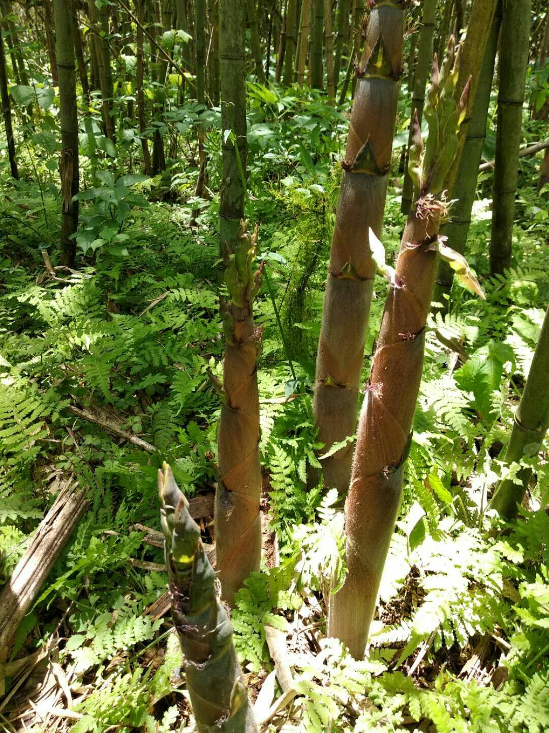 生淡盐竹笋袋装1年