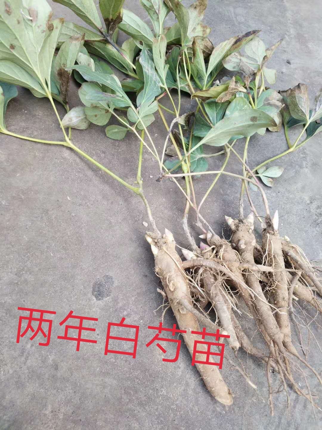 白芍种苗