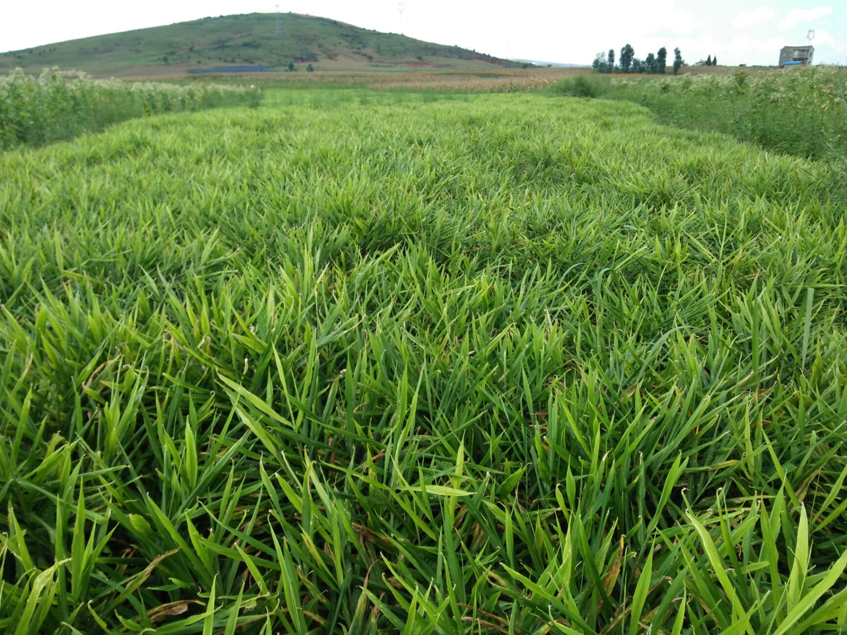 中黄姜批发采购_中黄姜供应_中黄姜价格
