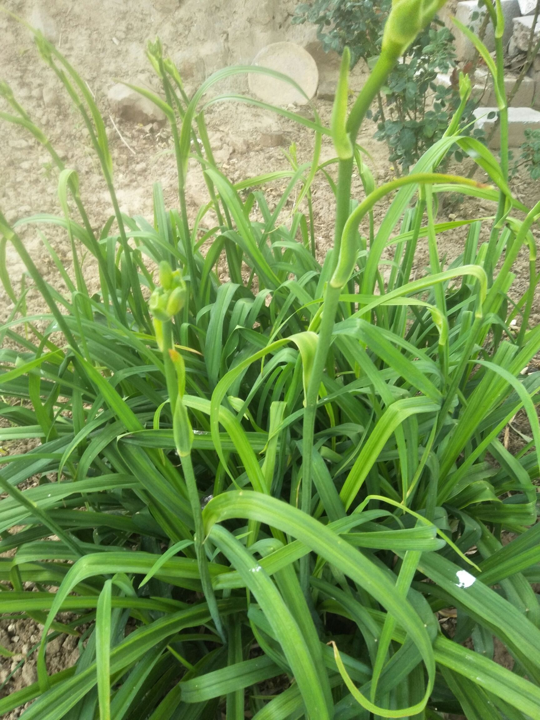 供应大厅  种子种苗  黄花菜苗   商品详情 大荔黄花菜百年历史,品种