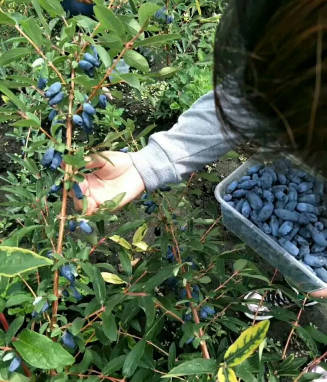 种子种苗  蓝靛果苗   商品详情 普通蓝靛果苗,新品种, 可以提供:产地