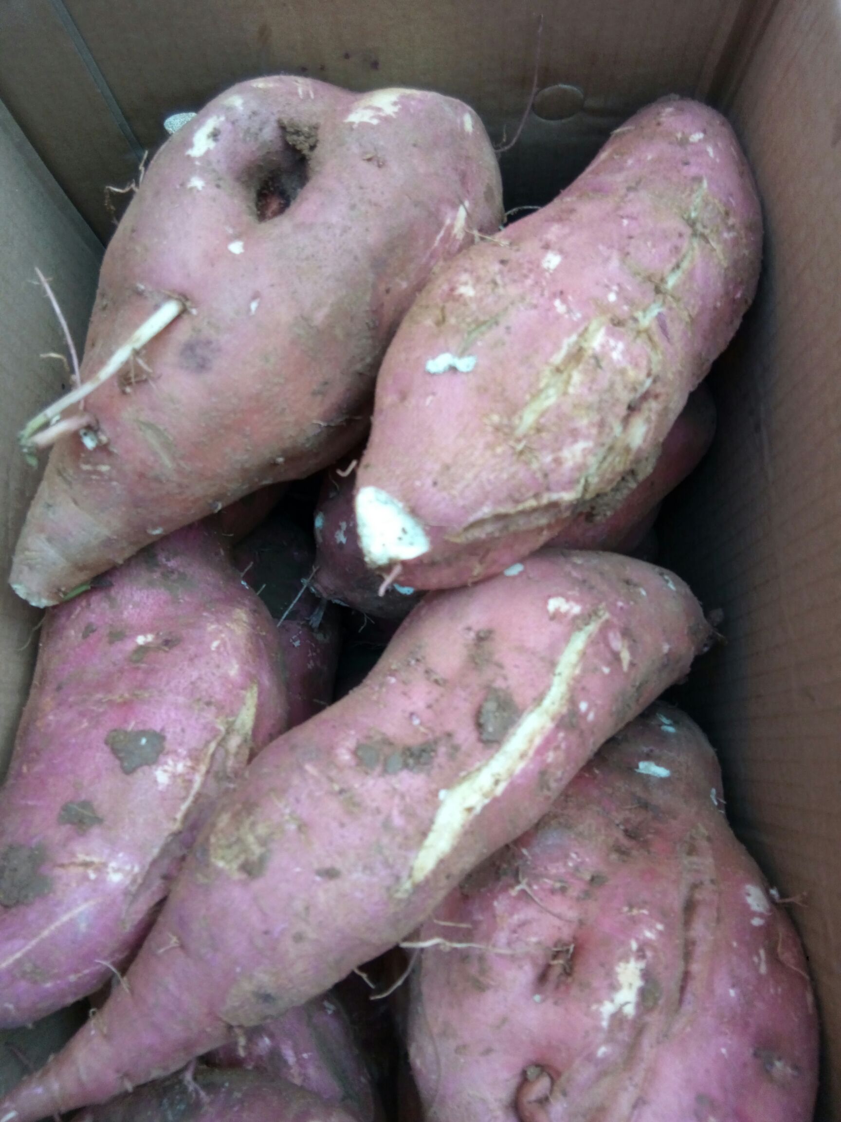 品种名:商薯19号          本地丘陵地带,生产高淀粉红薯