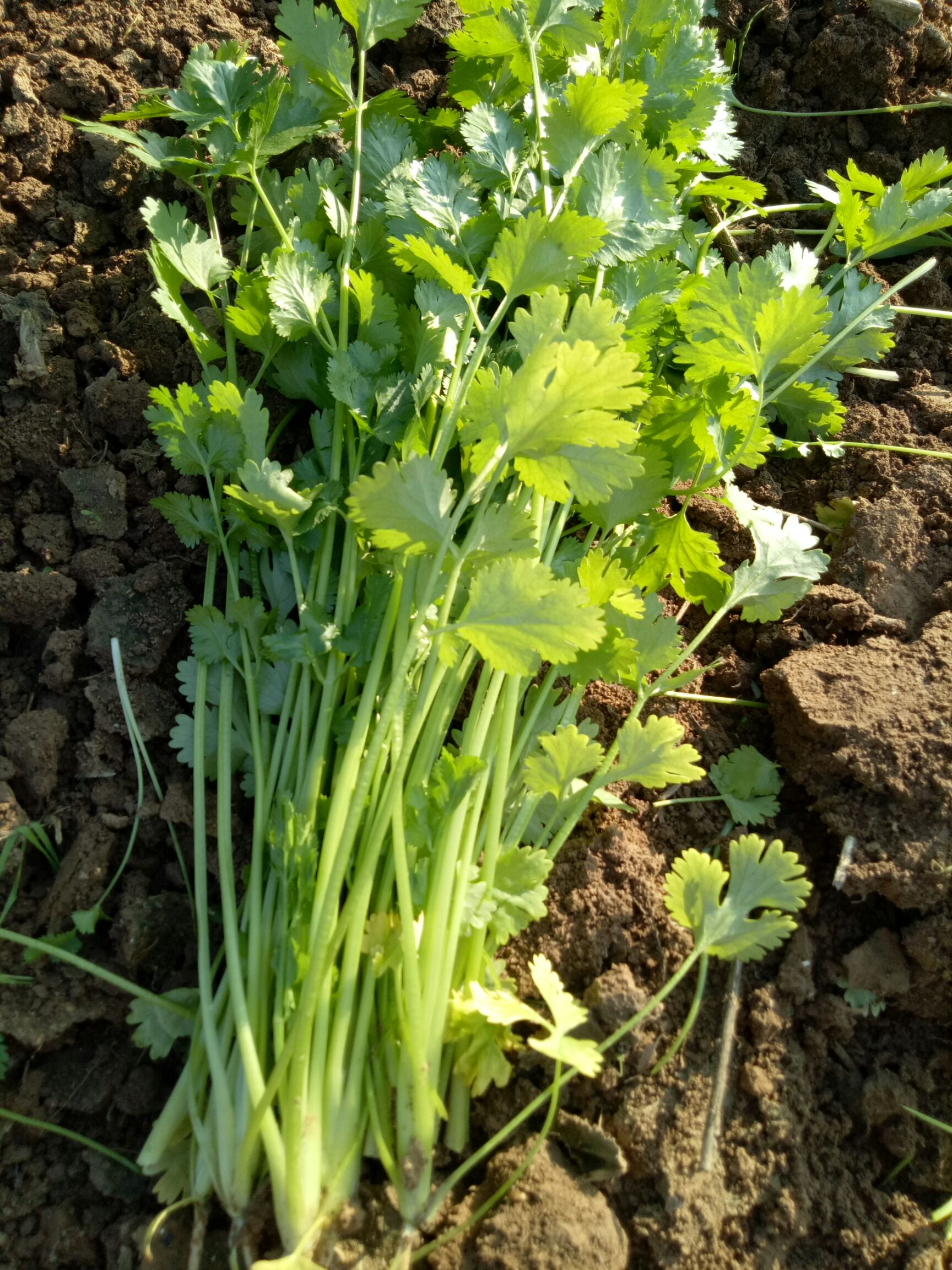 小叶香菜 10~15cm