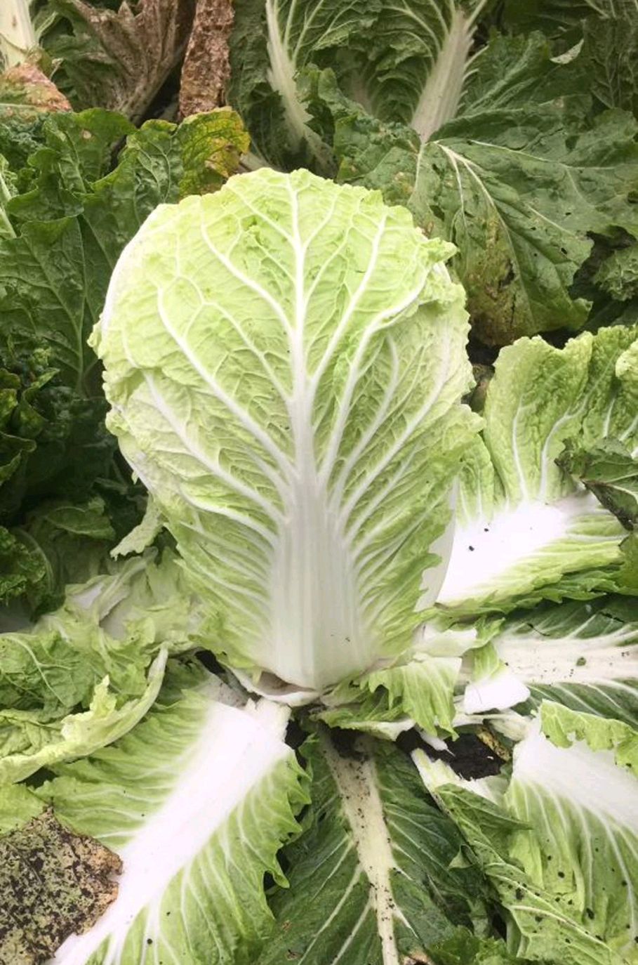 夏阳白菜 2~3斤 净菜