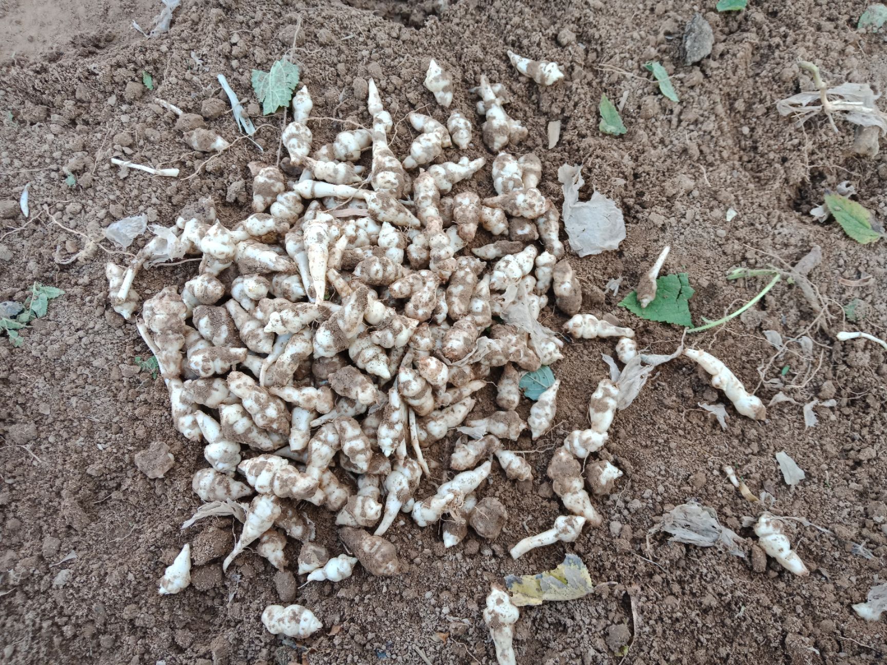 螺丝菜大量上市   有需要的客户联系我.***