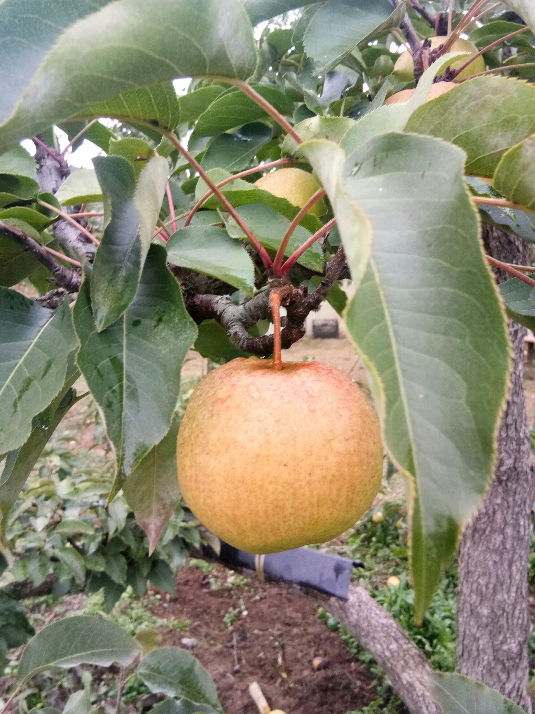 苹果梨200250g55mm以上