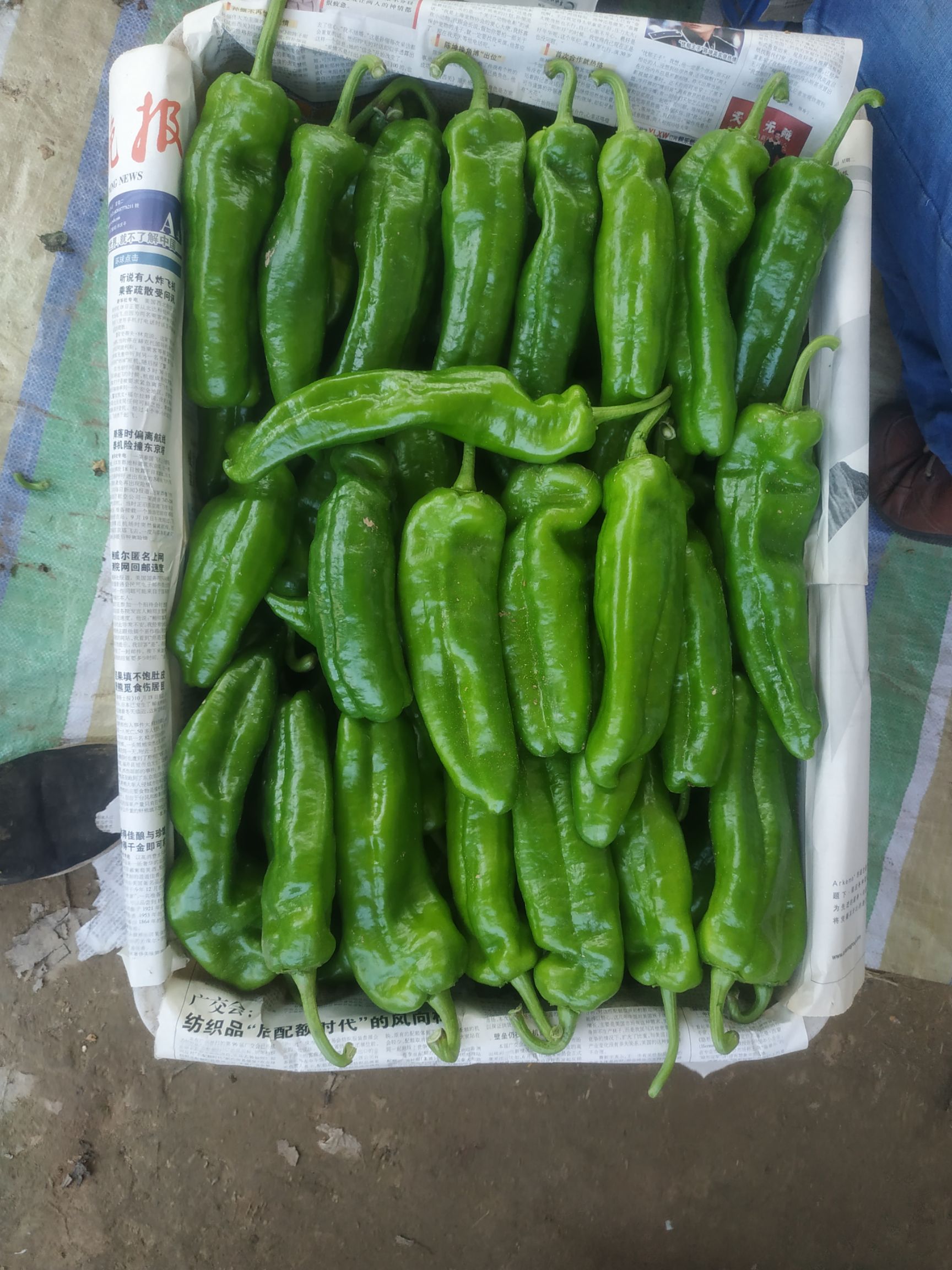 鲜泡椒 15~20cm 靑色 中辣