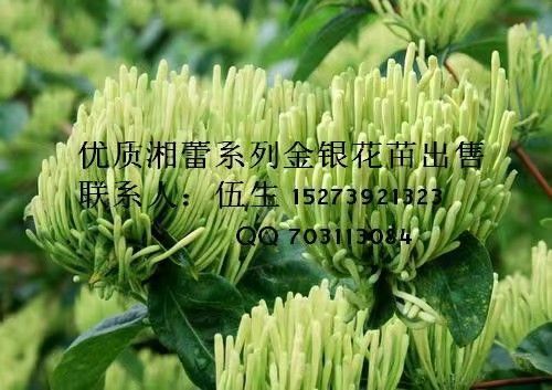 湖南省邵阳市隆回县湘蕾一号苗 湘蕾金银花种苗批发【顺丰包邮】