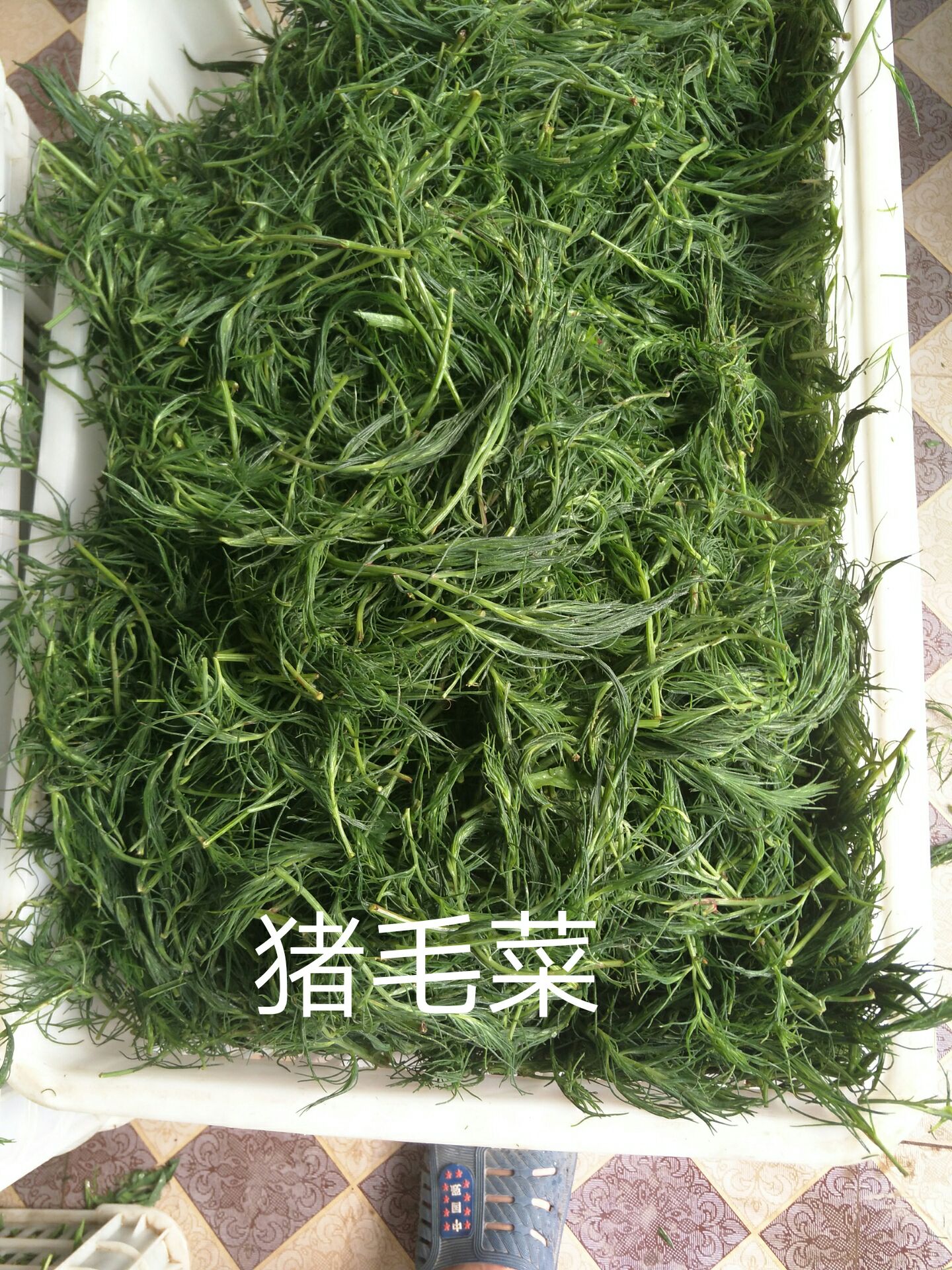 黄须菜 速冻保鲜真空包装猪毛菜,(扎蓬菜碱蓬菜)