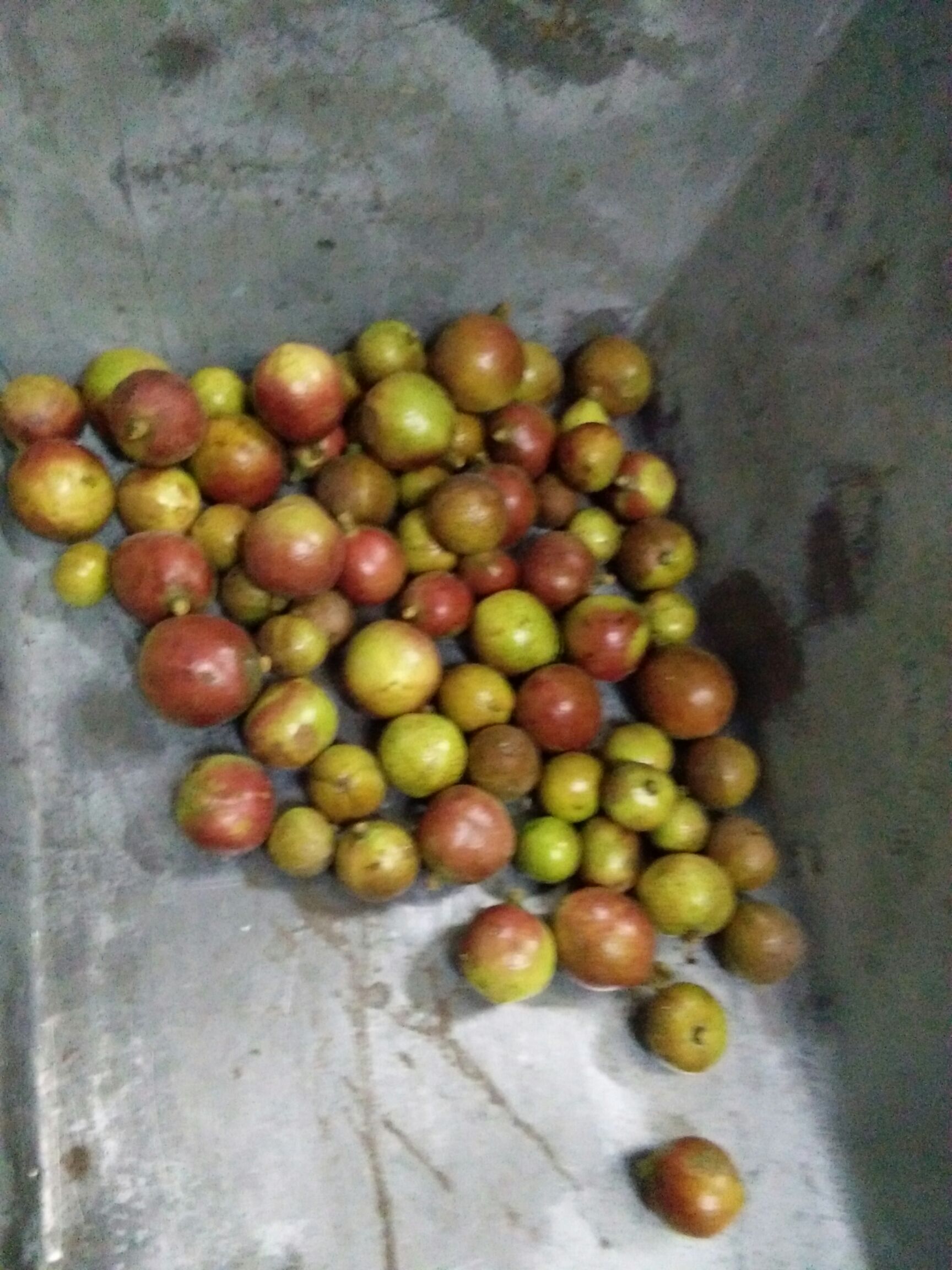 品种名:*山茶籽          老茶树生态茶果,出油率高