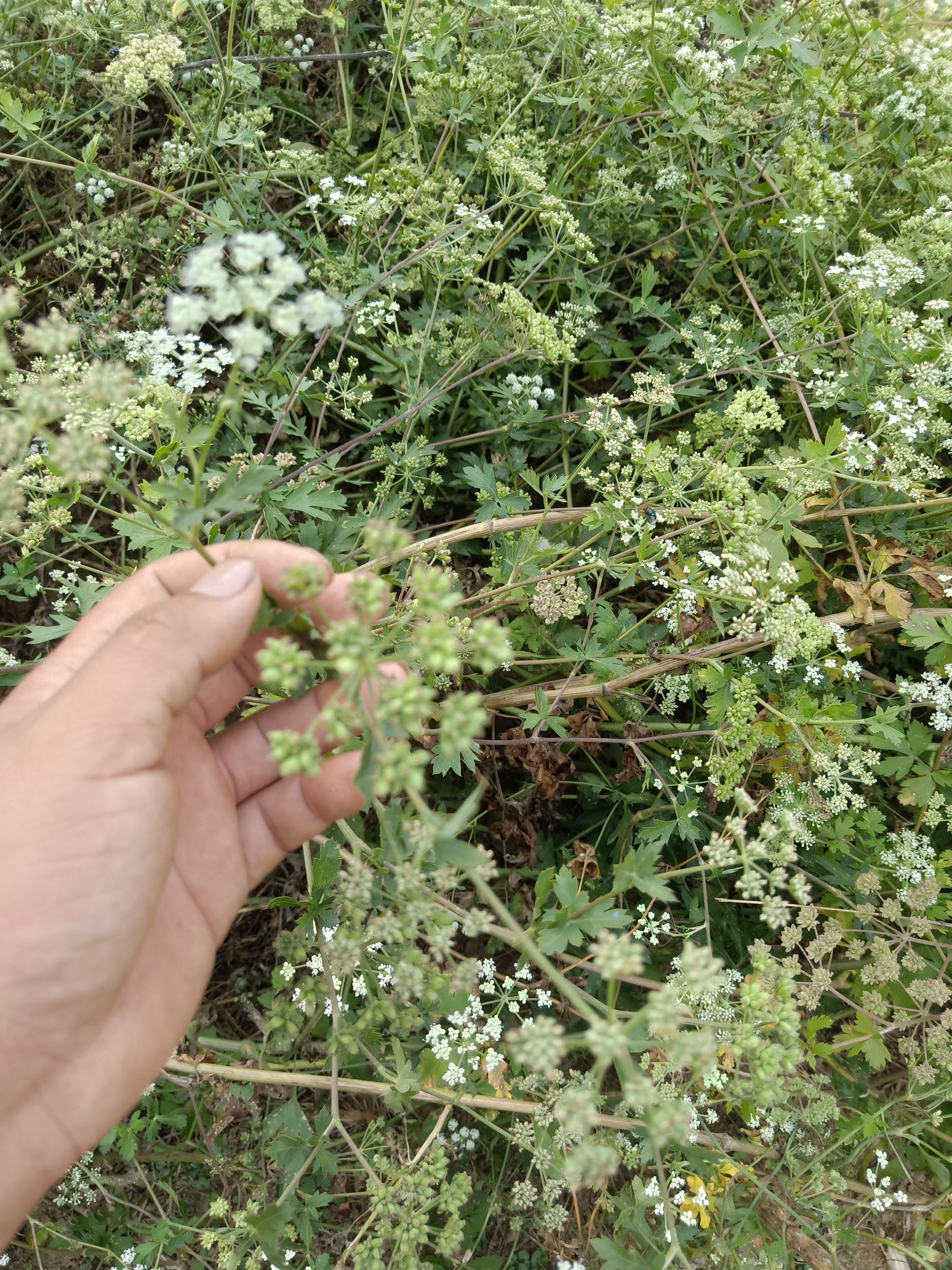 白花前胡种子
