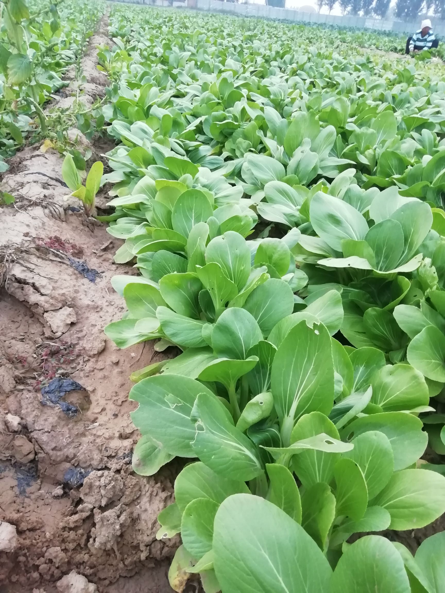 小油菜