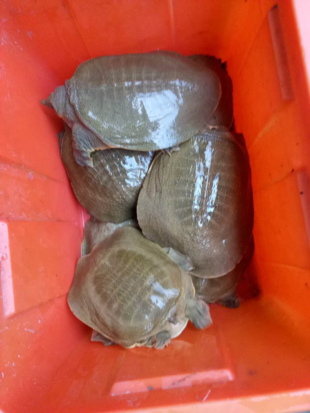 商品属性 品种名:生态甲鱼 用途:食用 单只重:3-5斤 饲养方式:人工