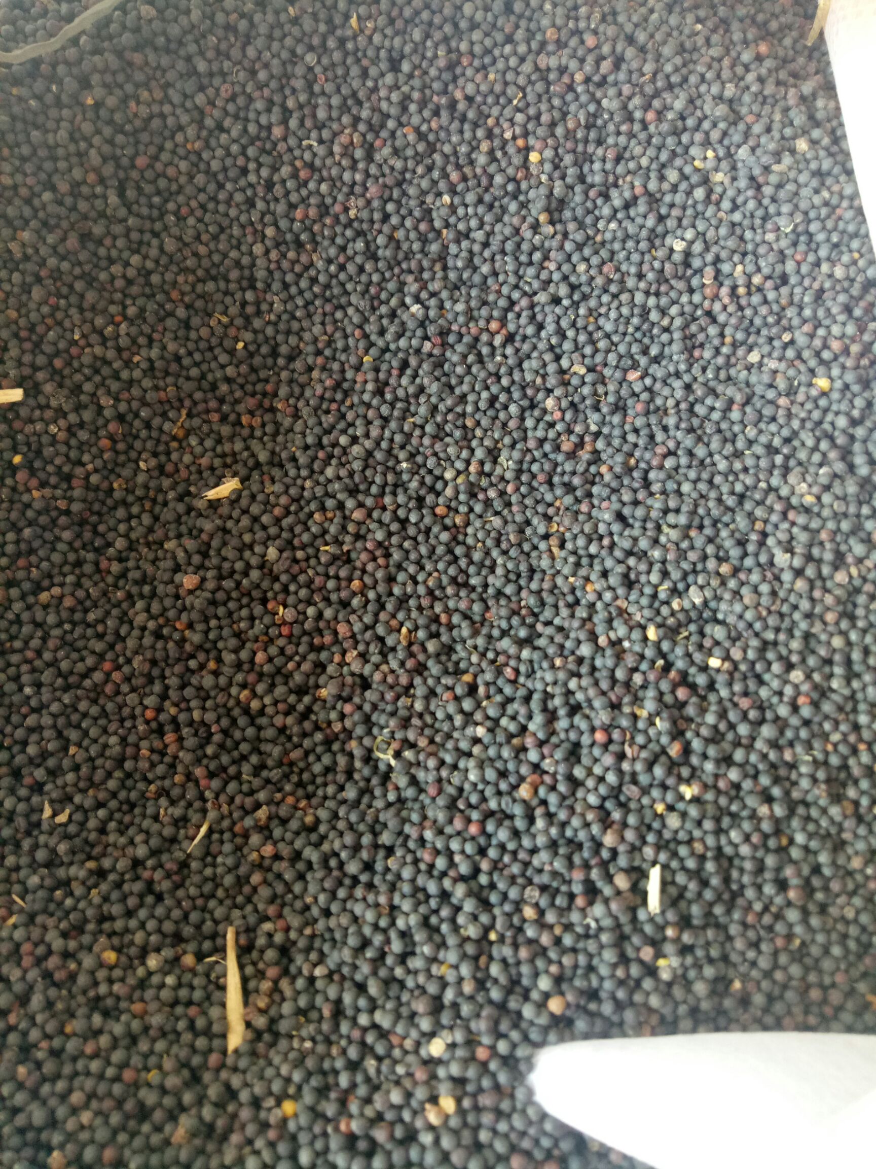 油菜籽 