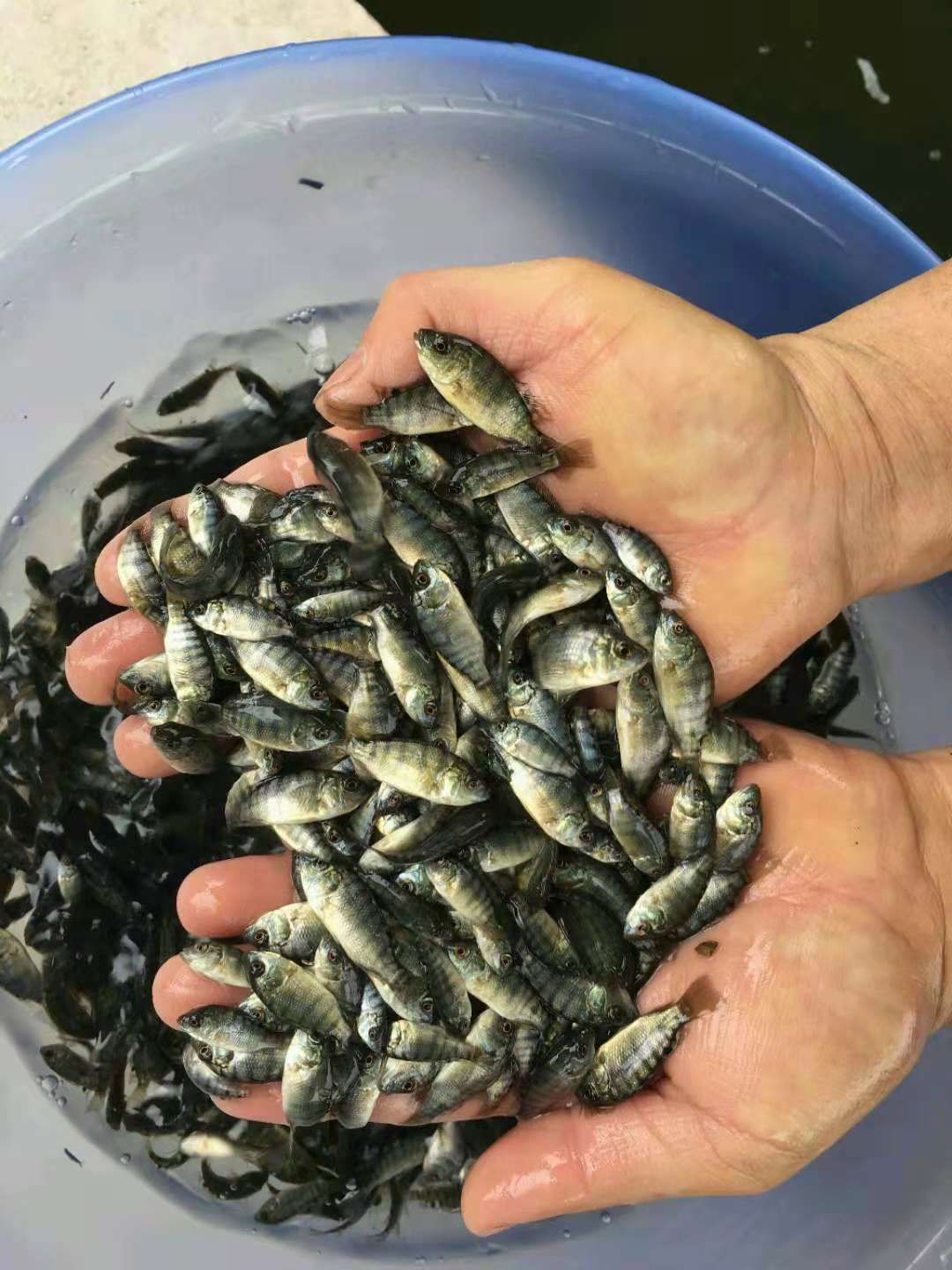 罗非鱼苗