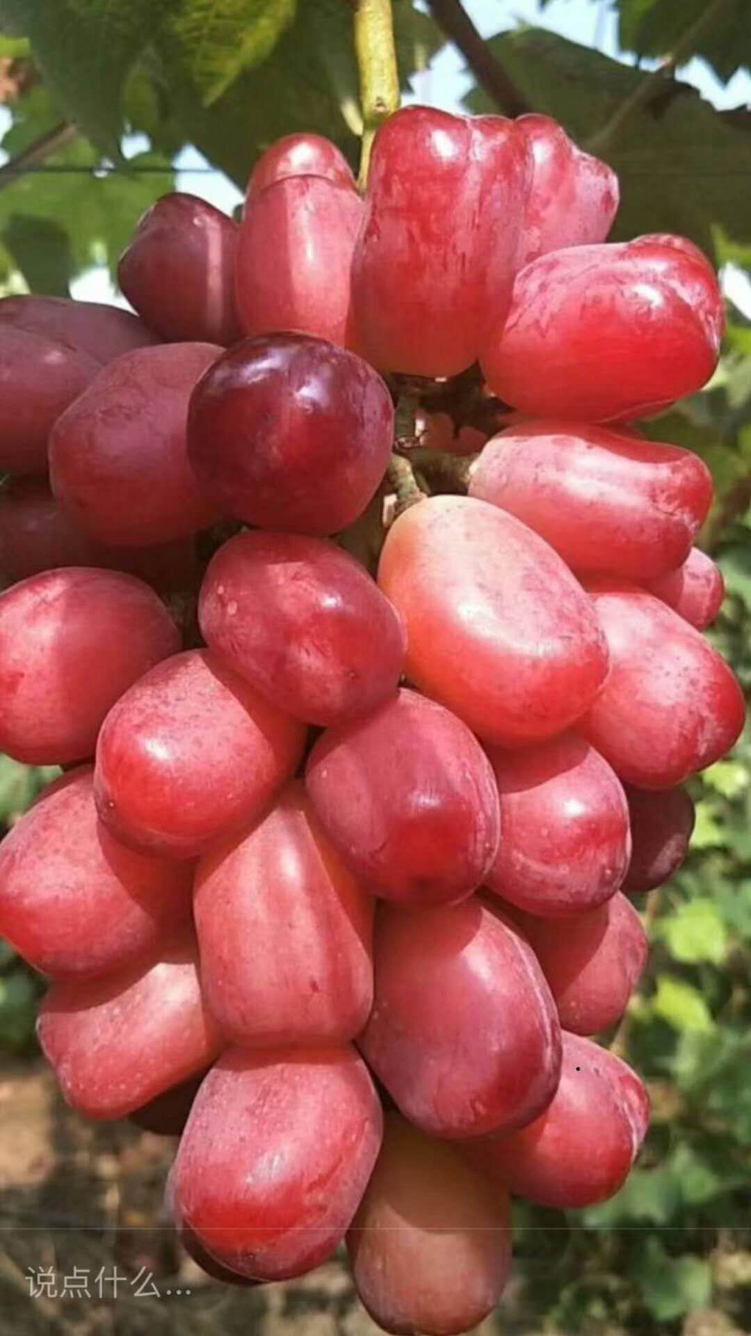 浪漫红颜葡萄苗