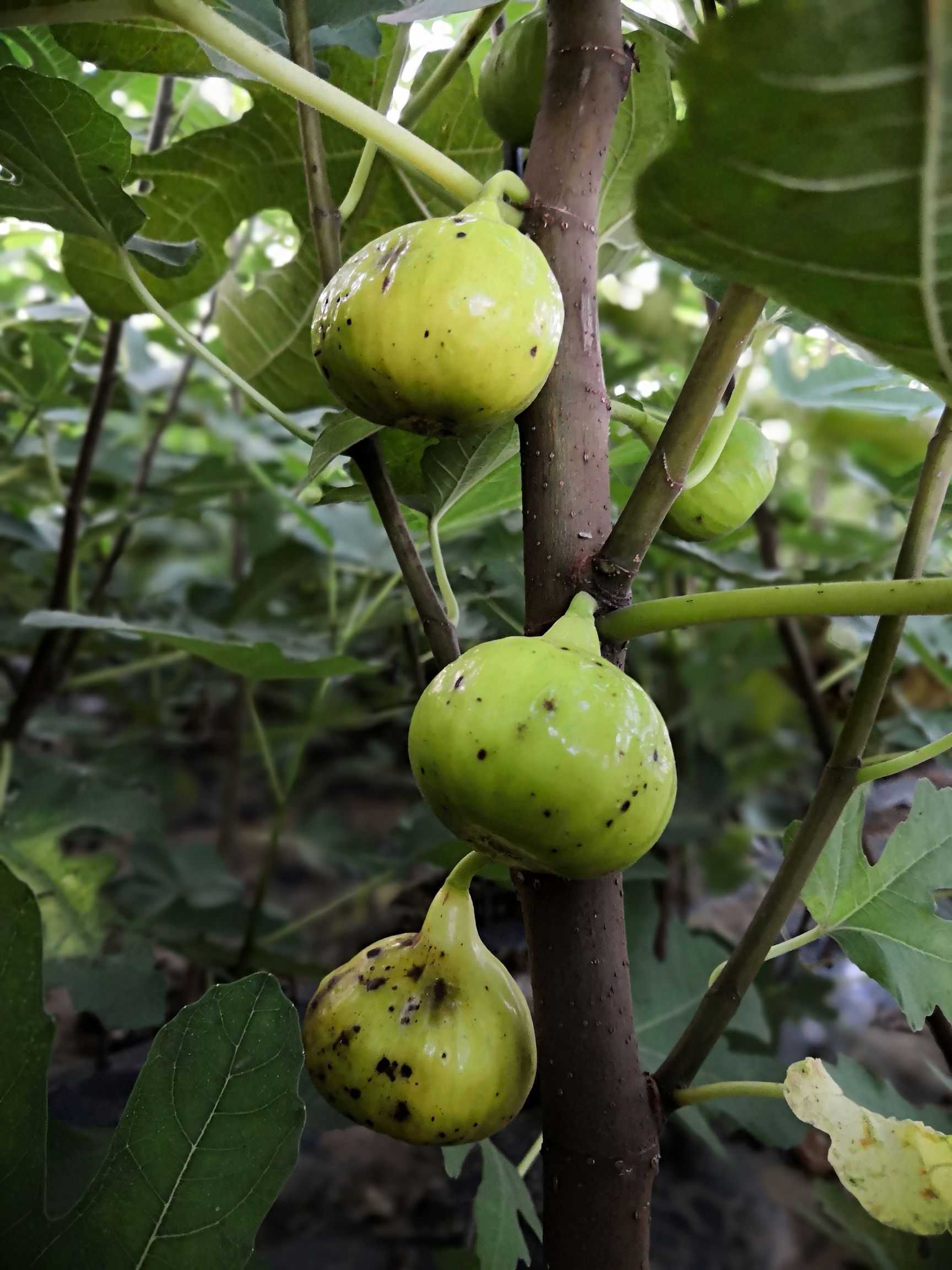 金傲芬无花果苗