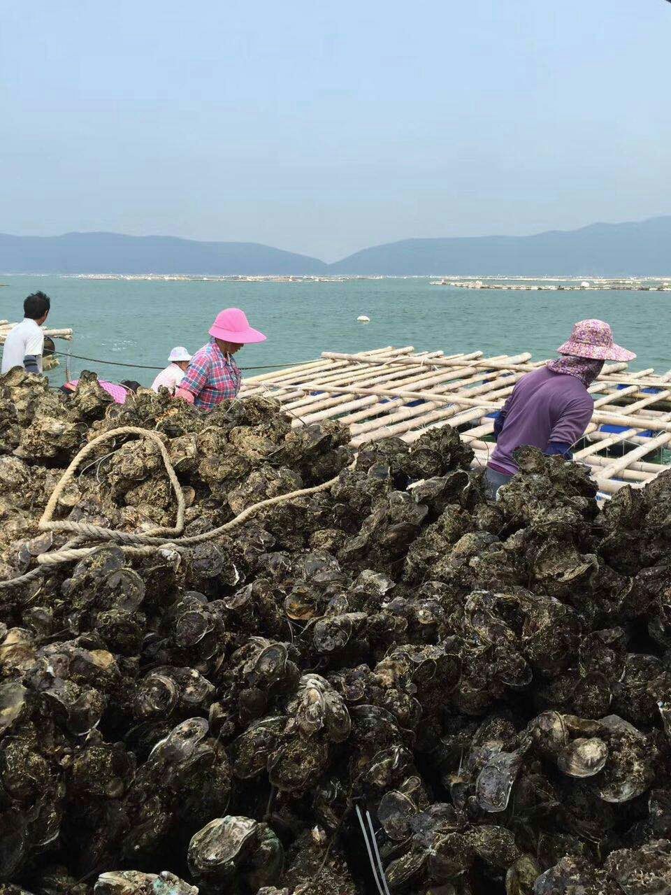 台山蚝 福建生蚝,网红一口蚝,地摊畅销货,肥度饱满,100斤一件