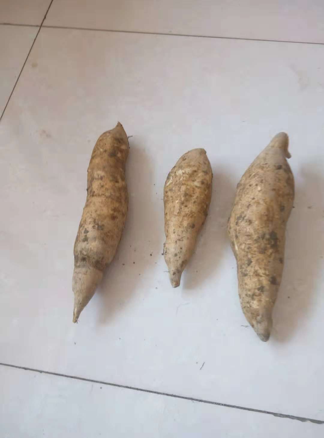 混装通货北京553红薯