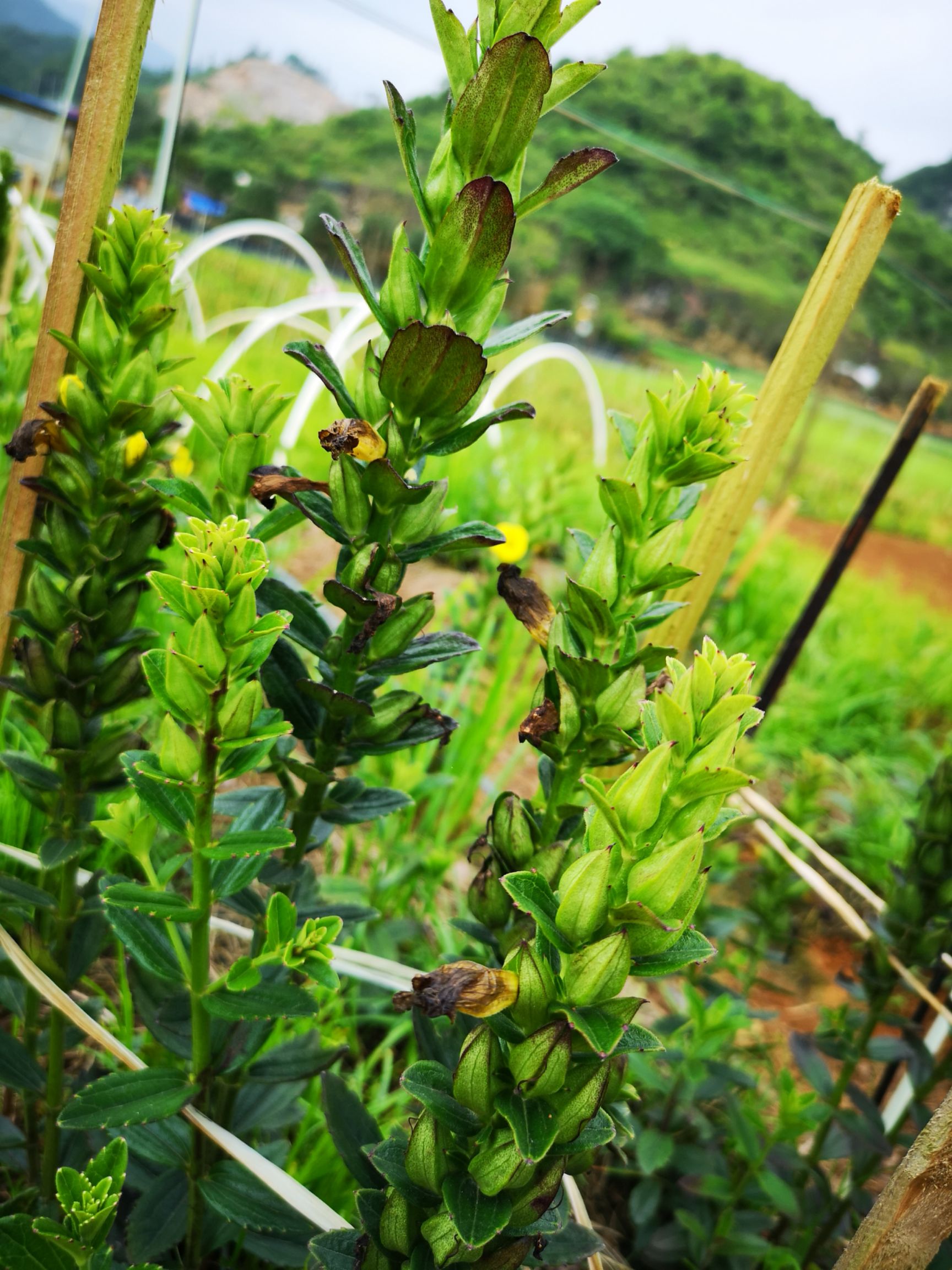 红根野蚕豆苗   商品详情  产区,种植基地介绍: 种植基地位于云南省