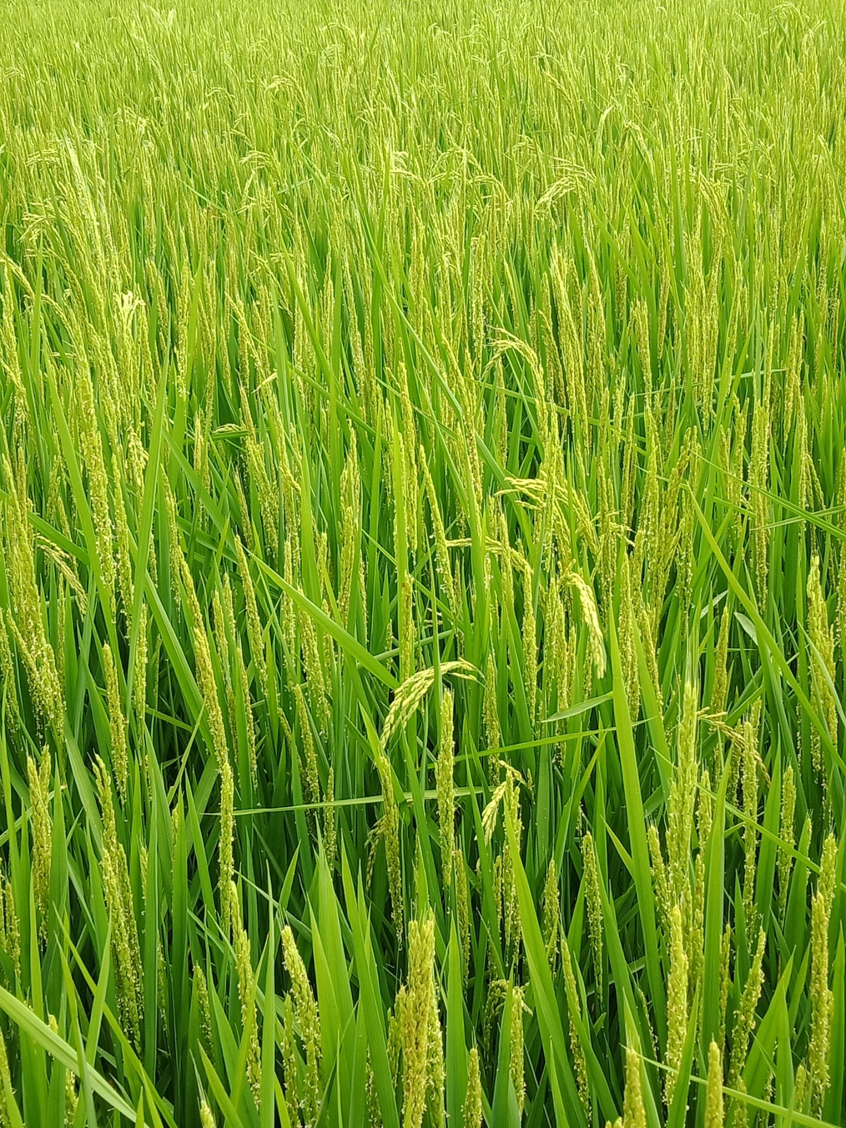 富硒水稻 晚稻